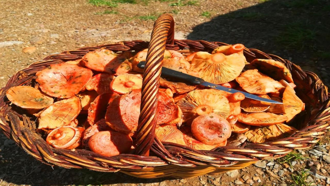 Allotjaments Cal Llarg Molló Εξωτερικό φωτογραφία